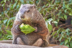 Ubuntu's "Bionic Beaver" 18.04 release gets 10 years support