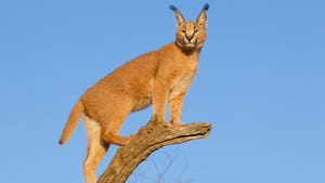 caracal standing on a log