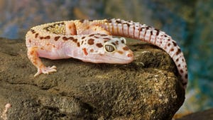 Gecko