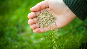 hand sowing grass seed